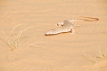 Desert Monitor (Varanus griseus) on sand. Termit Massif, Niger, Africa.