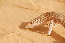 Desert Monitor (Varanus griseus) appearing to examine the sand. Termit Massif, Niger, Africa.