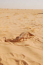 Desert Monitor (Varanus griseus) in its sandy habitat. Termit Massif, Niger, Africa.
