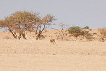 Two Dorcas Gazelle (Gazella dorcas) in desert habitat. Dilia Achetinamou, Niger, Africa.