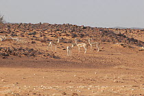 A herd of Dorcas Gazelle (Gazella dorcas) in rocky terrain. Dilia Achetinamou, Niger, Africa.