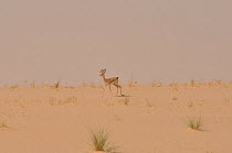 A Dorcas Gazelle (Gazella dorcas) walking across sand. Dilia Achetinamou, Niger, Africa.