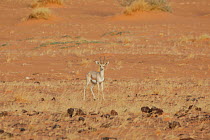 Dorcas Gazelle (Gazella dorcas) in desert plain habitat. Dilia Achetinamou, Niger, Africa.