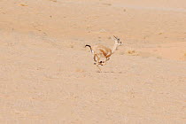 Dorcas Gazelle (Gazella dorcas) running across sand. Dilia Achetinamou, Niger, Africa.