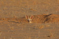 Fennec Fox (Fennecus / Vulpes zerda) looking out from its burrow. Dilia Achetinamou Niger, Africa.