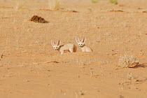 Two Fennec Foxes (Fennecus / Vulpes zerda) standing by their burrow. Dilia Achetinamou Niger, Africa.