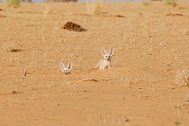 Two Fennec Fox (Fennecus / Vulpes zerda) looking out from their burrow. Dilia Achetinamou Niger, Africa.