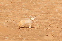 Fennec Fox (Fennecus / Vulpes zerda) in profile against sand. Dilia Achetinamou Niger, Africa.