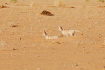 Two Fennec Foxes (Fennecus / Vulpes zerda) in profile against sand. Dilia Achetinamou Niger, Africa.