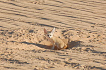 Fennec Fox (Fennecus / Vulpes zerda) sitting in the entrance to its burrow. Dilia Achetinamou Niger, Africa.