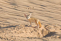Fennec Fox (Fennecus / Vulpes zerda) standing by the entrance to its burrow. Dilia Achetinamou Niger, Africa.