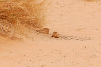 Two Golden Nightjar (Caprimulgus eximius) resting on sand. Dilia Achetinamou, Niger, Africa.