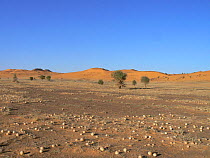 Desert landscape; the balls on the ground are dried watermelons which provide water for a range of wildlife. Termit Massif, Niger, Africa.
