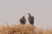 Two Lappet Faced Vultures (Torgos Tracheliotos) perching. Dilia Achetinamou, Niger, Africa.