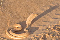 Malpolon / False Cobra (Malpolon moilensis) expanding its hood in a defensive display. Termit Massif, Niger, Africa.