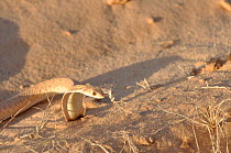 Malpolon / False Cobra (Malpolon moilensis) expanding its hood in a defensive display. Termit Massif, Niger, Africa.