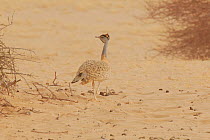 Nubian Bustard (Neotis nuba) in dusty desert habitat. Dilia Achetinamou, Niger, Africa.