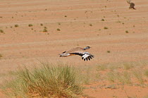Nubian Bustard (Neotis nuba) flying in dusty desert habitat. Dilia Achetinamou, Niger, Africa.
