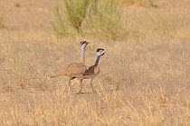 Two Nubian Bustard (Neotis nuba) in desert habitat. Dilia Achetinamou, Niger, Africa.