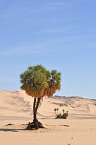 Trees at an oasis in a desert landscape. Termit Massif, Niger, Africa.