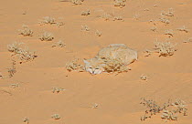 Sand Cat (Felis margarita) crouching in sand. Critically endangered species. Tin Toumma, Niger, Africa.