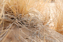 Face of a Sand Cat (Felis margarita) camouflaged in dry desert grass. Critically endangered species. Tin Toumma, Niger, Africa.