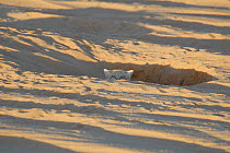 A Sand Cat (Felis margerita) peering from its burrow. Tin Toumma, Niger, Africa.