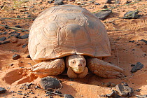 Portrait of a Spurred Tortoise (Geochelone sulcata). Termit Massif, Niger, Africa.
