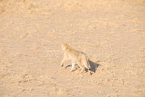 Wild Cat (Felis sylvestris libyca) walking over sand and dry grass. Tin Toumma, Niger, Africa.