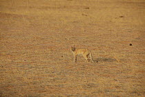 Wild Cat (Felis sylvestris libyca) in dry desert grassland. Tin Toumma, Niger, Africa.