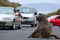 Chacma Baboon (Papio cynocephalus ursinus) sitting on a road with cars nearby. This individual is known as Merlin to researchers and knows how to open car doors to get food inside. Cape Peninsula, Sou...