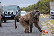 Chacma Baboon (Papio cynocephalus ursinus) eating food raided from car. This individual is known as Merlin and knows how to open car doors. Cape Peninsula, South Africa, December 2010.