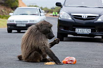 Chacma Baboon (Papio cynocephalus ursinus) sitting on a road, eating food raided from car. This individual is known as Merlin and knows how to open car doors. Cape Peninsula, South Africa, December 20...