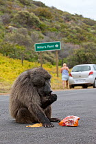 Chacma Baboon (Papio cynocephalus ursinus) eating food raided from car or caravan site. This individual is known as Merlin and knows how to open car doors. Cape Peninsula, South Africa, December 2010.