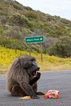 Chacma Baboon (Papio cynocephalus ursinus) eating food raided from car or caravan site. This individual is known as Merlin and knows how to open car doors. Cape Peninsula, South Africa, December.