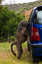 Chacma Baboon (Papio cynocephalus ursinus )looking inside car. This individual is known as Merlin to researchers and knows how to open unlocked car doors to get food inside. Cape Peninsula, South Afri...