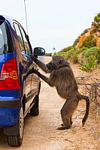 Chacma Baboon (Papio cynocephalus ursinus) trying the handle of a locked car door. This individual is known as Merlin to researchers and knows how to open the doors of unlocked cars to get food inside...
