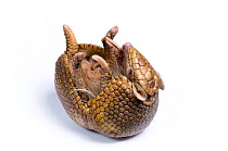 Three-banded Armadillo (Tolypeutes tricinctus) about to roll-up, against a white background. Captive. Endemic to Brazil.