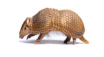 Three-banded armadillo (Tolypeutes tricinctus) walking in profile. Captive. Endemic to Brazil. 6 of 6.