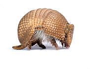 Three-banded Armadillo (Tolypeutes tricinctus) nearly unrolled. Captive. Endemic to Brazil. 5 of 6.