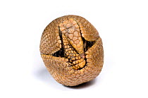 Three-banded Armadillo (Tolypeutes tricinctus) rolled up defensively. Captive. Endemic to Brazil. 1 of 6.