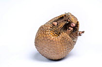 Three-banded Armadillo (Tolypeutes tricinctus) unrolling. Captive. Endemic to Brazil. 4 of 6.