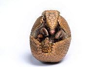 Three-banded Armadillo (Tolypeutes tricinctus) rolled up in defensive posture. Captive. Endemic to Brazil.