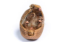 Three-banded Armadillo (Tolypeutes tricinctus) unrolling. Captive. Endemic to Brazil. 3 of 6.