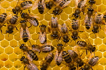 Honeybees (Apis mellifera) on honeycomb. Scotland, UK, May 2010.