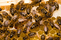 Honeybees (Apis mellifera) surrounding their queen bee on honeycomb. Scotland, UK, May 2010.