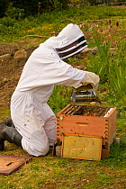 Beekeeper smoking a small hive of Honeybees (Apis mellifera). Scotland, UK, May 2010. Model released.