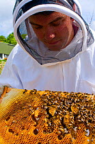Beekeeper looking at the comb of a Honeybee (Apis mellifera) nest. Scotland, UK, May 2010. Model released.