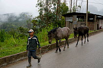 Horse (Equus caballus) and Mule (Horse and Donkey hybrid) being led by a man on a road. Alto Mayo, Peru, June.