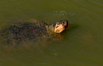 Giant South American / Amazon River / Arrau Turtle (Podocnemis expansa) at water surface. Captive.